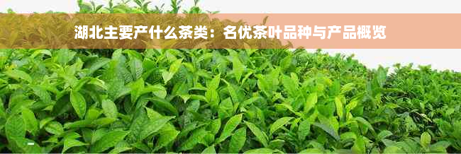 湖北主要产什么茶类：名优茶叶品种与产品概览