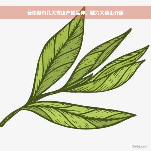 云南茶有几大雪山产地品种，哪六大茶山介绍