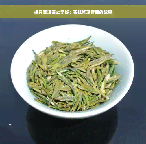 探究普洱茶之奥秘：茶枝繁茂背后的故事