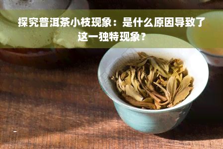 探究普洱茶小枝现象：是什么原因导致了这一独特现象？