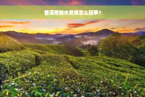 普洱茶加水变绿怎么回事？