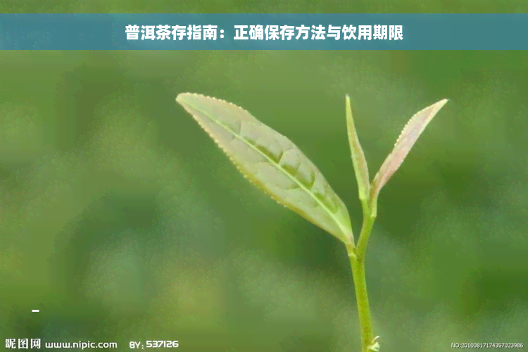 普洱茶存指南：正确保存方法与饮用期限