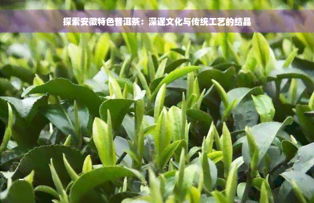 探索安徽特色普洱茶：深邃文化与传统工艺的结晶