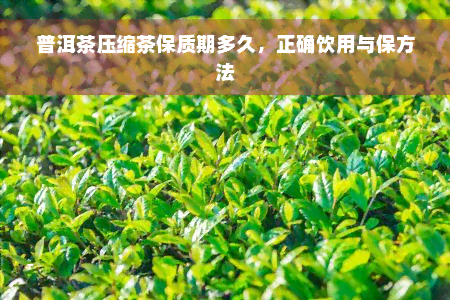 普洱茶压缩茶保质期多久，正确饮用与保方法