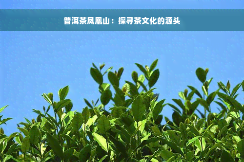 普洱茶凤凰山：探寻茶文化的源头