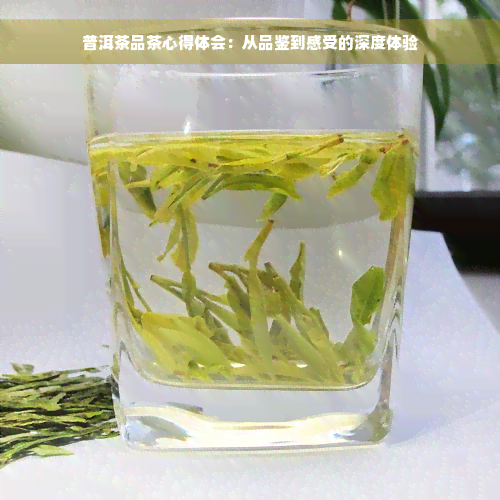 普洱茶品茶心得体会：从品鉴到感受的深度体验