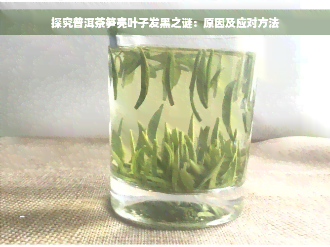 探究普洱茶笋壳叶子发黑之谜：原因及应对方法