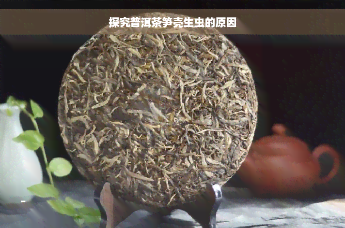 探究普洱茶笋壳生虫的原因