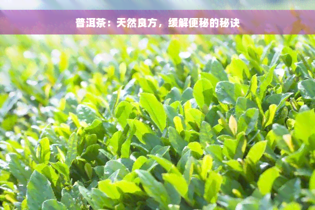 普洱茶：天然良方，缓解便秘的秘诀