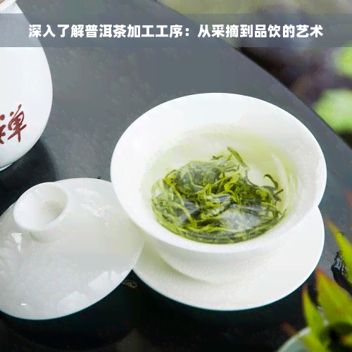 深入了解普洱茶加工工序：从采摘到品饮的艺术