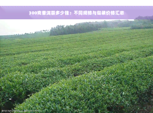 300克普洱茶多少钱：不同规格与包装价格汇总