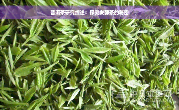 普洱茶研究综述：探究发酵茶的秘密