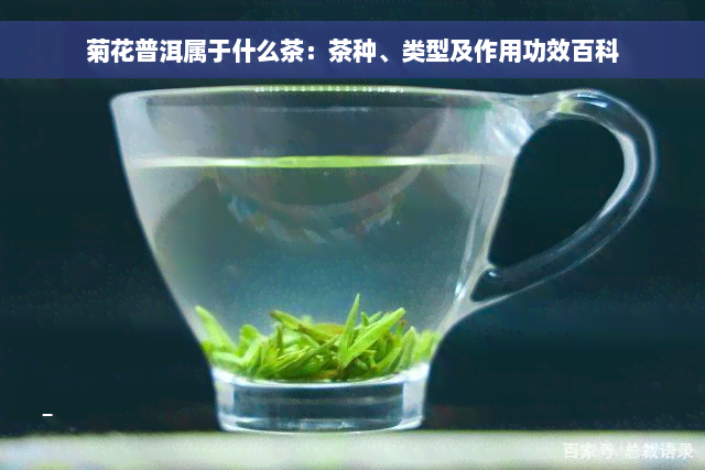 菊花普洱属于什么茶：茶种、类型及作用功效百科