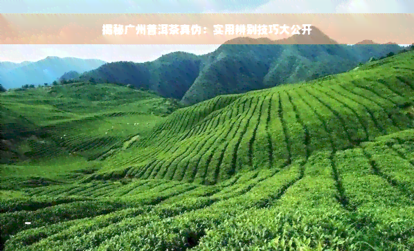 揭秘广州普洱茶真伪：实用辨别技巧大公开