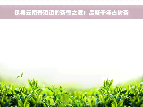 探寻云南普洱洱的茶香之源：品鉴千年古树茶