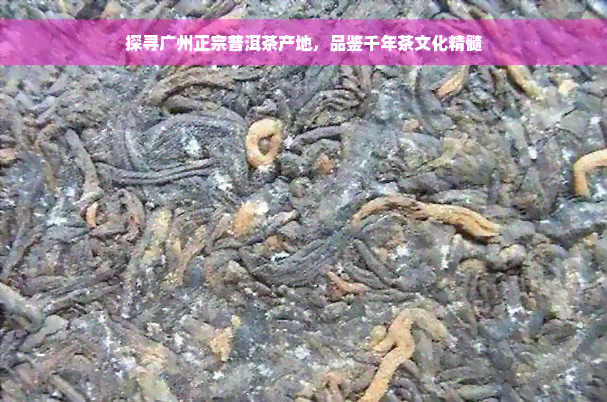 探寻广州正宗普洱茶产地，品鉴千年茶文化精髓