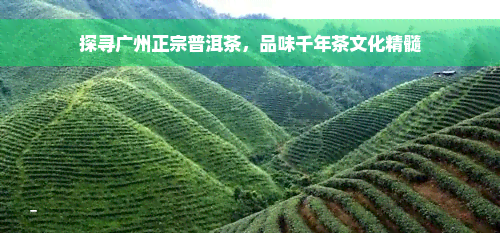 探寻广州正宗普洱茶，品味千年茶文化精髓