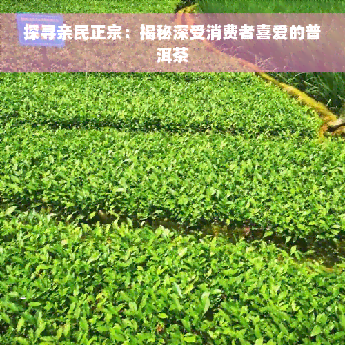 探寻亲民正宗：揭秘深受消费者喜爱的普洱茶