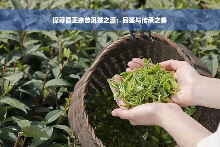 探寻最正宗普洱茶之源：品鉴与传承之美