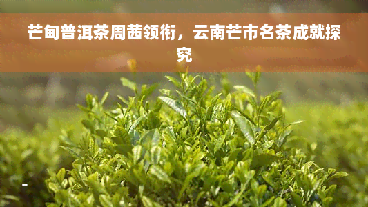 芒甸普洱茶周茜领衔，云南芒市名茶成就探究