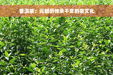 普洱茶：元朝历传承千年的茶文化