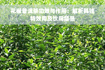 花椒普洱茶功效与作用：解析其独特效用及饮用禁忌