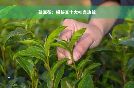 普洱茶：揭秘其十大神奇功效