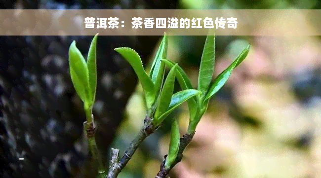 普洱茶：茶香四溢的红色传奇