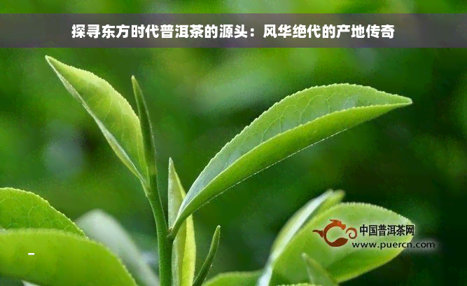 探寻东方时代普洱茶的源头：风华绝代的产地传奇