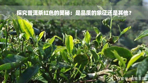 探究普洱茶红色的奥秘：是品质的象征还是其他？