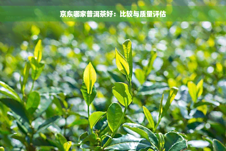 京东哪家普洱茶好：比较与质量评估