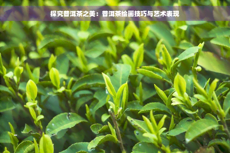 探究普洱茶之美：普洱茶绘画技巧与艺术表现