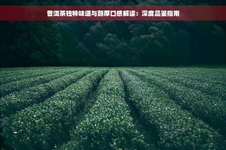 普洱茶独特味道与醇厚口感解读：深度品鉴指南