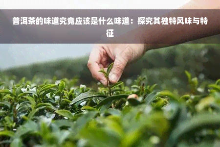 普洱茶的味道究竟应该是什么味道：探究其独特风味与特征