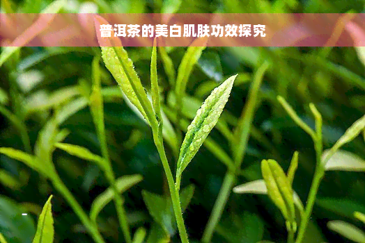 普洱茶的美白肌肤功效探究