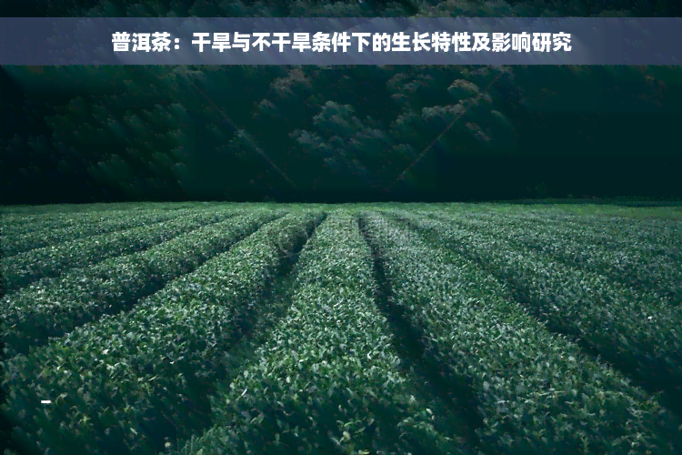 普洱茶：干旱与不干旱条件下的生长特性及影响研究