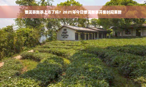 普洱茶新茶上市了吗？2021年今日普洱新茶开售时间更新