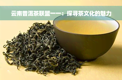 云南普洱茶联盟一一：探寻茶文化的魅力