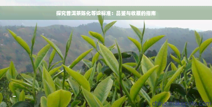 探究普洱茶陈化等级标准：品鉴与收藏的指南