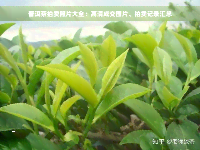 普洱茶拍卖照片大全：高清成交图片、拍卖记录汇总