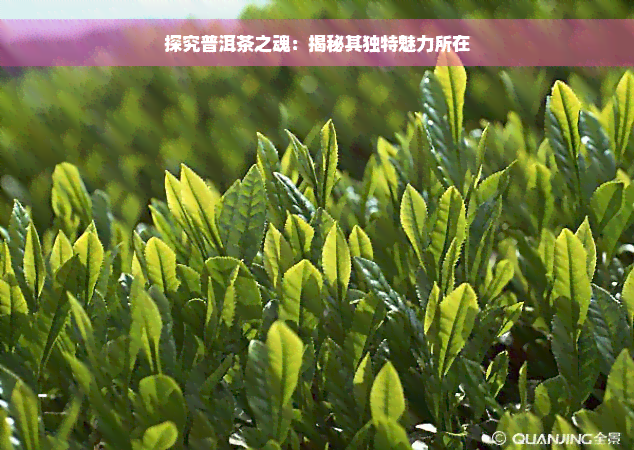 探究普洱茶之魂：揭秘其独特魅力所在