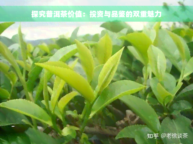 探究普洱茶价值：投资与品鉴的双重魅力