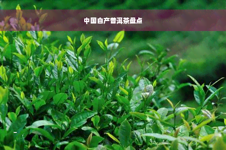 中国自产普洱茶盘点