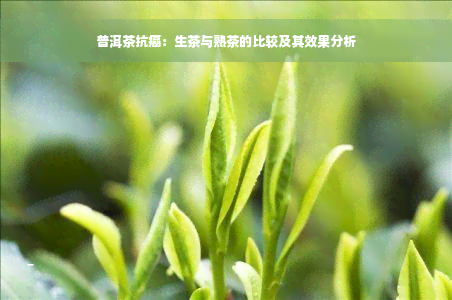 普洱茶抗癌：生茶与熟茶的比较及其效果分析