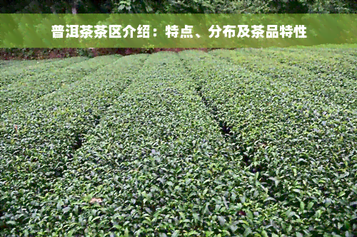 普洱茶茶区介绍：特点、分布及茶品特性