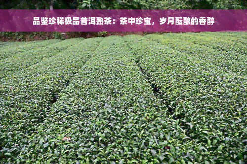 品鉴珍稀极品普洱熟茶：茶中珍宝，岁月酝酿的香醇