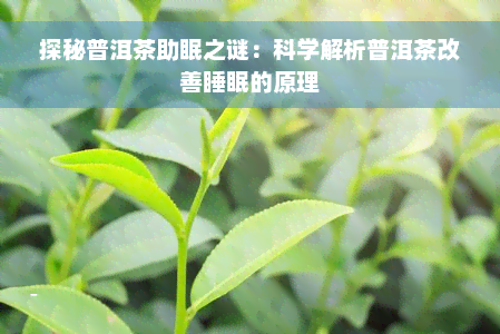 探秘普洱茶助眠之谜：科学解析普洱茶改善睡眠的原理