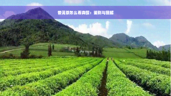 普洱茶怎么看真假：鉴别与图解