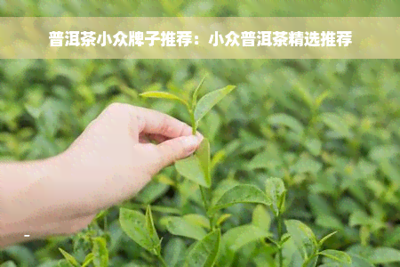 普洱茶小众牌子推荐：小众普洱茶精选推荐