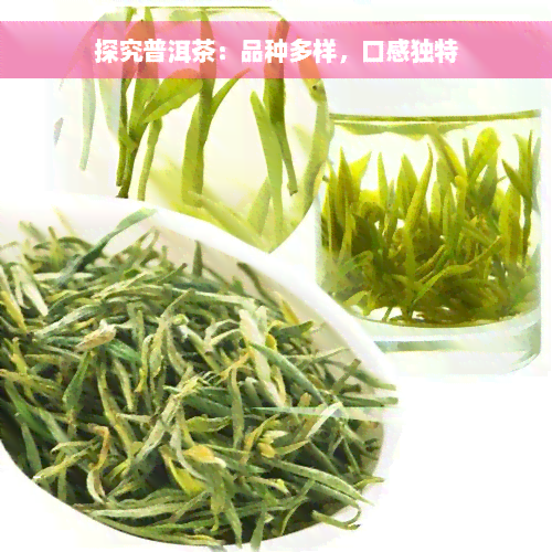 探究普洱茶：品种多样，口感独特